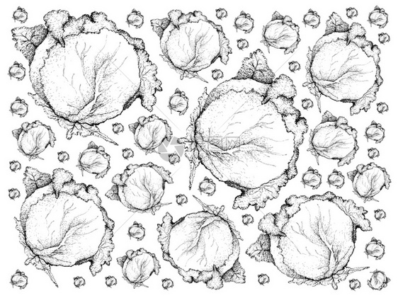 养分美味的白色背景中孤立的蔬菜说明手绘草纸鲜新绿色菜卷的背景模式Name仅见白背景自然图片