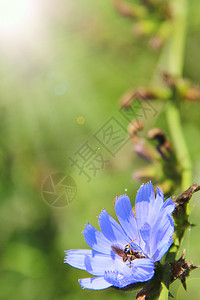 蓝花朵在夏日阳光明亮的射线中盛开夏季热风露在阳光灿烂的射线中蓝色花朵在夏天热雨露出在青春因蒂巴士荒野杂草图片