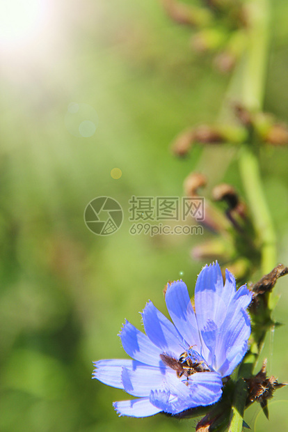 蓝花朵在夏日阳光明亮的射线中盛开夏季热风露在阳光灿烂的射线中蓝色花朵在夏天热雨露出在青春因蒂巴士荒野杂草图片