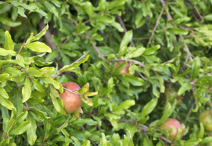 树枝上青绿石榴的色果实其背景是一棵树上充满多汁的绿叶而青石榴水果则在一棵年轻的浅绿树上木坚果自然图片