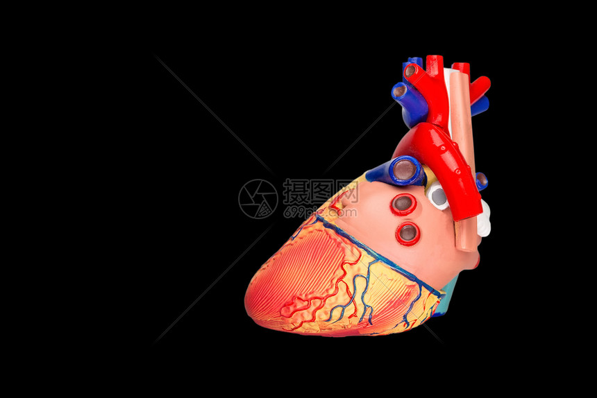 以黑色背景隔离的人工造心脏模型肺红色的人类图片
