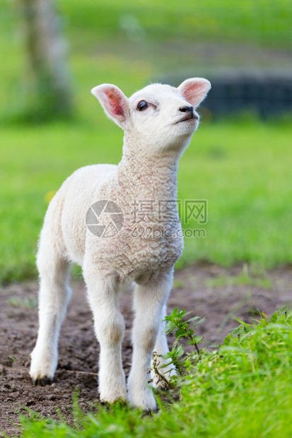 绿色常设春季时一只新生的白羊羔在绿草中站立阳光图片