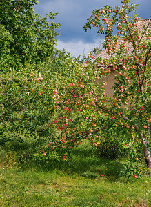 分支果园花树上的青苹果在农场种植有机水果花园树上的青苹果庄稼图片
