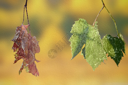 生与死的抽象概念包括淡化和绿葡萄园叶像旧图象的困苦层等季节落下树叶图片