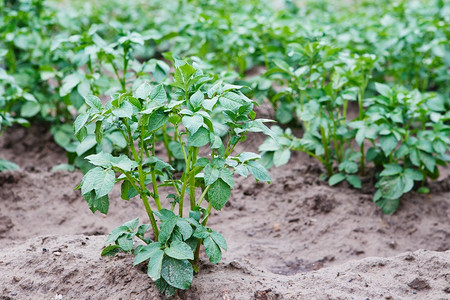 栽培种植在花园土质豆灌木中生长的年轻马铃薯有机花园中健康的年轻马铃薯地球户外图片