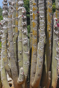 以蓝天为的干旱地貌中Cactus和suculation植物与干旱地貌中的Succulive植物叶子旅行荒野图片