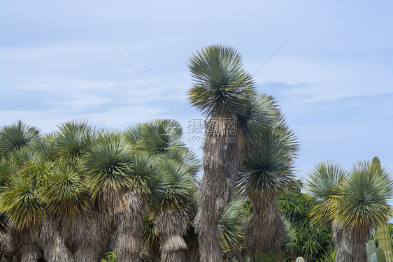 沙漠干燥以蓝天为的干旱地貌中Cactus和suculation植物与干旱地貌中的Succulive植物树图片