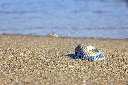 阳光海滩上的贝壳景背的滩上自然界的景观平静户外图片