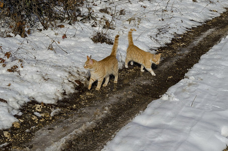 户外衬套下雪的欧洲保加利亚Zavet镇附近冬季有两只黄猫和泥土路以及两只黄猫图片