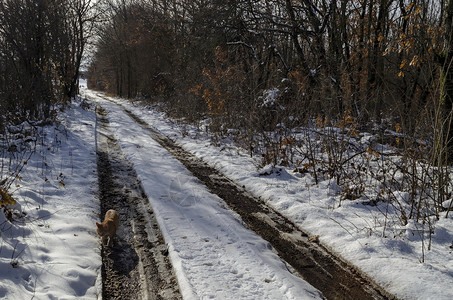 冬天扎维特在保加利亚欧洲Zavet镇附近的冬季带泥土路和一只黄猫的清新风景旅行图片