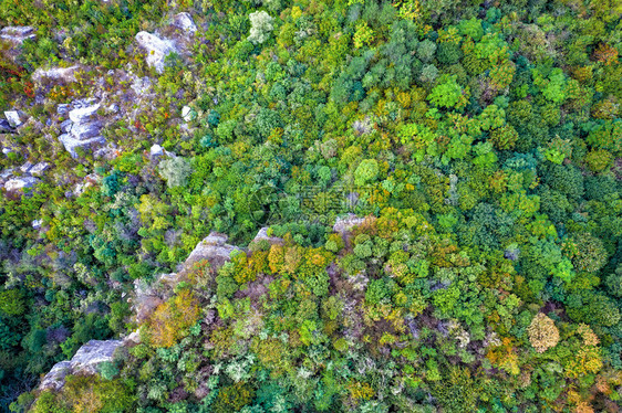 空中自上而下地观视着秋天森林多彩树木美丽的秋幕风景绿色优美多于图片