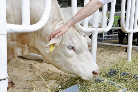 家畜白牛在现代农场吃干草和放牧牛在摊位上手抚着牛白在现代农场吃干草和放牧乐趣动物图片