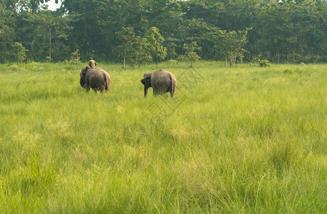 Mahout或大象骑手与两头一起在草地野生动物中存亚洲的农村生活作为家畜骑术户外公园图片