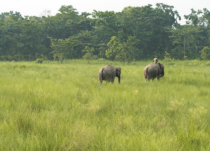 象牙Mahout或大象骑手与两头一起在草地野生动物中存亚洲的农村生活作为家畜泰国树图片