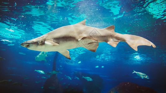游泳的珊瑚大白鲨鱼水下照片在深海开放水域中拍摄西班牙图片