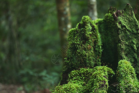 美丽的天然绿色苔生长在雨林的树木上新鲜棕色树干图片