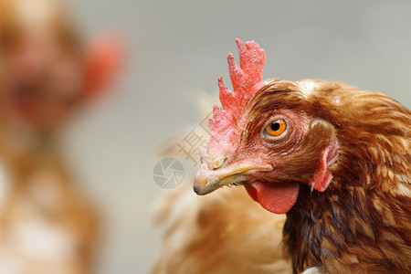 生物农村业棕色母鸡肖像关于梳子和眼睛的细节图片