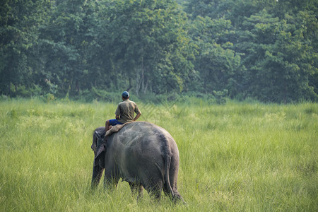 公园教练员司机骑母象大野生物的马胡特或大象骑手和农村拍摄亚洲大象作为家畜的照片图片