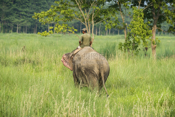 教练员自然骑母象大野生物的马胡特或大象骑手和农村拍摄亚洲大象作为家畜的照片树干图片