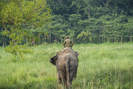 骑士户外母象大野生物的马胡特或大象骑手和农村拍摄亚洲大象作为家畜的照片骑术图片