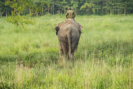 游客公园河骑母象大野生物的马胡特或大象骑手和农村拍摄亚洲大象作为家畜的照片图片