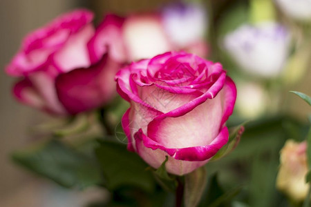 花朵中粉红白色的玫瑰紧贴在充满爱的花束里美丽浪漫的迷人图片