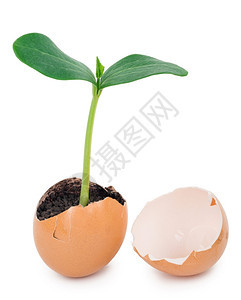 生育力庄稼植物学绿色在蛋壳中从地上发芽图片