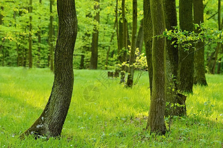 森林树木和太阳光多彩的春季自然背景具有丰富多彩的春季自然背景抽象的树叶天图片