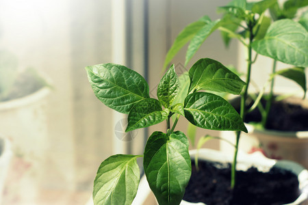 在室内锅里生长的辣椒植物关闭在室内锅里生长的辣椒植物根春天生的图片