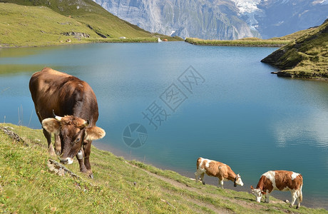 瑞士高山草甸少女峰地区的奶牛动物季节柴金图片