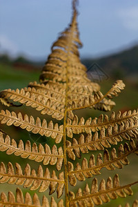 橙森林绿色干枯的叶子是棕色图片