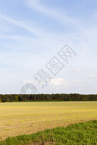 春天风景在商业田地上阳光明媚的天气农药蓝色收成图片