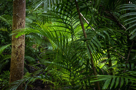 丛林质地景观热带雨林和树木不同的热带雨林图片