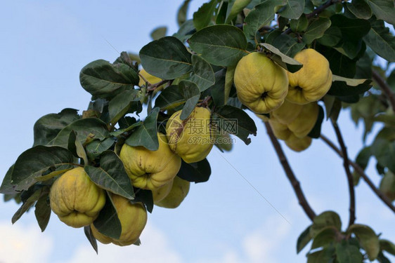 成熟黄色的苹果在天上树枝生长的五毛图片