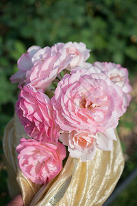 春花园里闪耀着美丽的玫瑰花朵问候礼物夏天图片