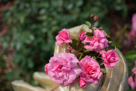 爱生日庆祝春花园里闪耀着美丽的玫瑰花朵图片