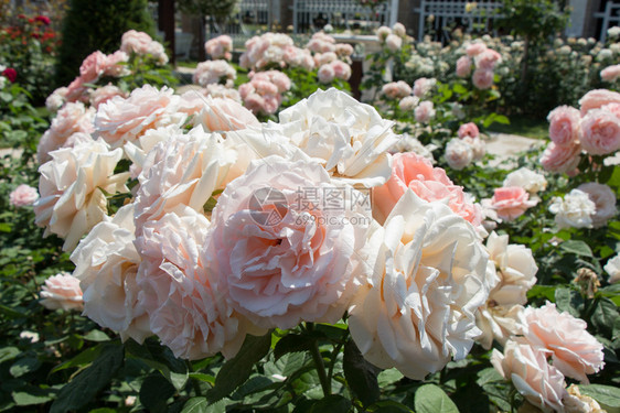 春花园里闪耀着美丽的玫瑰花朵装饰颜色公园图片