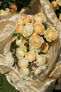 绽放春花园里闪耀着美丽的玫瑰花朵礼物瓣图片
