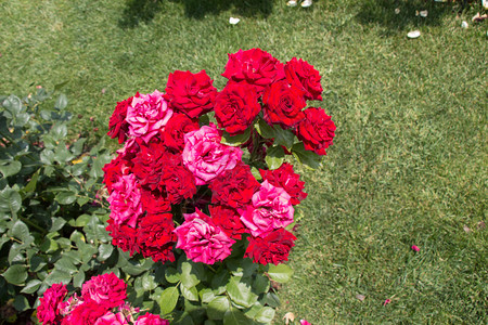 植物盛开春花园里闪耀着美丽的玫瑰花朵季节图片