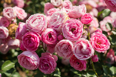 艺术红润甜的春花园里闪耀着美丽的玫瑰花朵图片