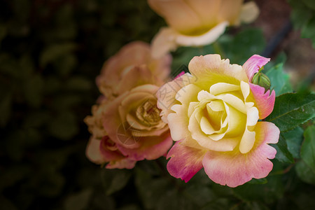 春花园里闪耀着美丽的玫瑰花朵自然盛开漂亮的图片