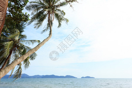 优质的假期蓝天空和的椰子树夏威夷图片