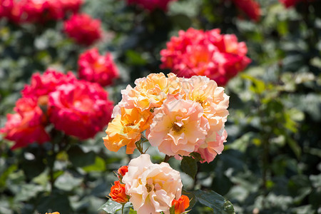 爱礼物春花园里闪耀着美丽的玫瑰花朵新鲜图片