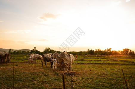 日落时草原上的牛群图片