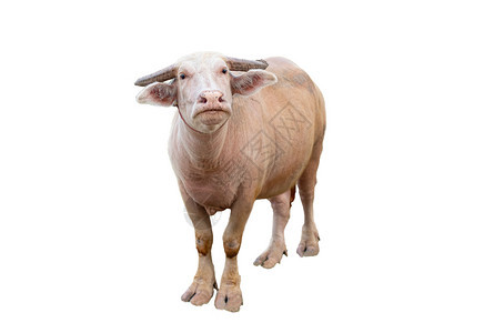 动物常设布巴利斯白背景的阿尔比诺水牛图片