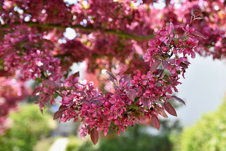 美丽的春花丛树樱杏仁亚希尔泰拉图片