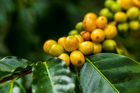 种植园绿色阿拉伯咖啡豆黄色卡蒂莫尔树上成熟培育图片