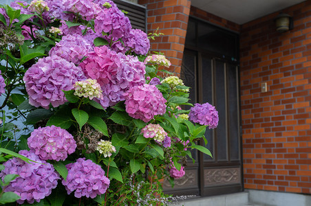 束春天夏在家门口盛开的Hydrangea花朵Hydrangea宏观植物大叶图片