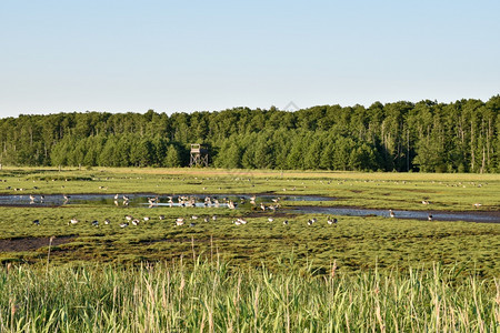 荒野户外栖息地瑞典奥兰岛的Beijershamn自然保护区夏季在湿地喂食羊瑞典奥兰岛图片