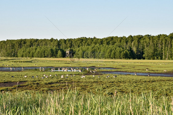 荒野户外栖息地瑞典奥兰岛的Beijershamn自然保护区夏季在湿地喂食羊瑞典奥兰岛图片